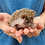 Barnett - Male Baby Hedgehog  for sale