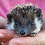 Baby hedgehog for sale