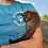 Bushbaby for sale, bushbaby breeder