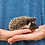 Prairie - Female Hedgehog baby for sale