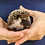 Thumbnail: Hilaria - Female Baby Hedgehog PRICE $350