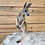 Thumbnail: Rowdy- Male Baby Red Kangaroo PRICE $2900