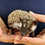Hedgehog baby for sale