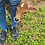 Mini Zebu For sale Pet Cow