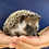 Thumbnail: Hilaria - Female Baby Hedgehog PRICE $350