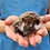 Rocky Male Baby Hedgehog- PRICE $295
