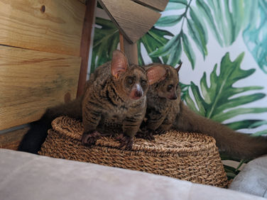 Bushbaby Captive Care Information | A Complete Guide from feeding to behavior & more