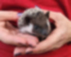 hedgehog for sale