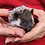 hedgehog for sale