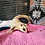 Thumbnail: Gordon - Adult Male Sugar Glider PRICE $195