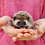 Hedgehog babies for sale Nuna