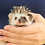 Thumbnail: Pua - Female Hedgehog PRICE $350