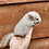 Chinchilla baby for sale Deedee