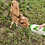 Mini Zebu For sale Pet Cow