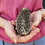 Hedgehog babies for sale Ingrid