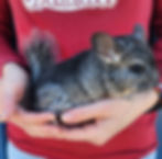 Chinchilla pet for sale