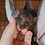 Bushbaby baby galagos for sale