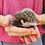 Hedgehog babies for sale Nuna