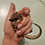 Thumbnail: Gwennette - Flying Squirrel Baby Female PRICE $900