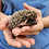 Thumbnail: Montego - Male Hedgehog PRICE $295