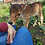 Walnut- Mini Zebu Tame Bottle Bull Calf
