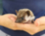 Baby hedgehog for sale breeder