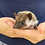 Baby hedgehog for sale breeder