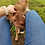 Mini Zebu For sale Pet Cow
