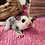 sugar glider joey for sale