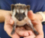 Baby hedgehog for sale breeder