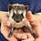 Baby hedgehog for sale breeder