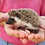 Hedgehog babies for sale Nuna