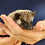 Baby hedgehog for sale breeder