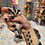 Thumbnail: Dubbs - Male Sugar Glider PRICE $350
