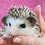 Baby hedgehog for sale