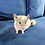 Chinchilla baby for sale Stormy