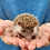 Barnett - Male Baby Hedgehog  for sale
