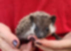 hedgehog for sale