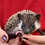 hedgehog for sale