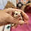 Sugar Glider baby for sale