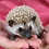 Thumbnail: Madden - Male Hedgehog PRICE $295