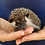 Baby hedgehog for sale breeder