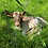 Mini Zebu Calf cow baby for sale pet