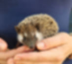Baby hedgehog for sale breeder