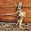 Thumbnail: River- Female Baby Red Kangaroo PRICE $8000