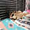Thumbnail: Trout - Adult Male Sugar Glider PRICE $195
