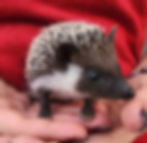hedgehog for sale