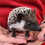 hedgehog for sale