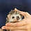 Thumbnail: Pua - Female Hedgehog PRICE $350