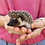 Hedgehog babies for sale Nuna